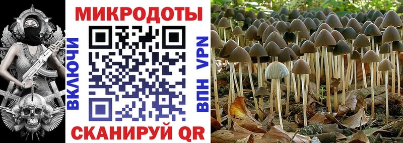 Псилоцибиновые грибы Cubensis как найти наркотики Йошкар-Ола